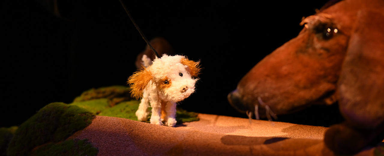 Умная собачка Соня